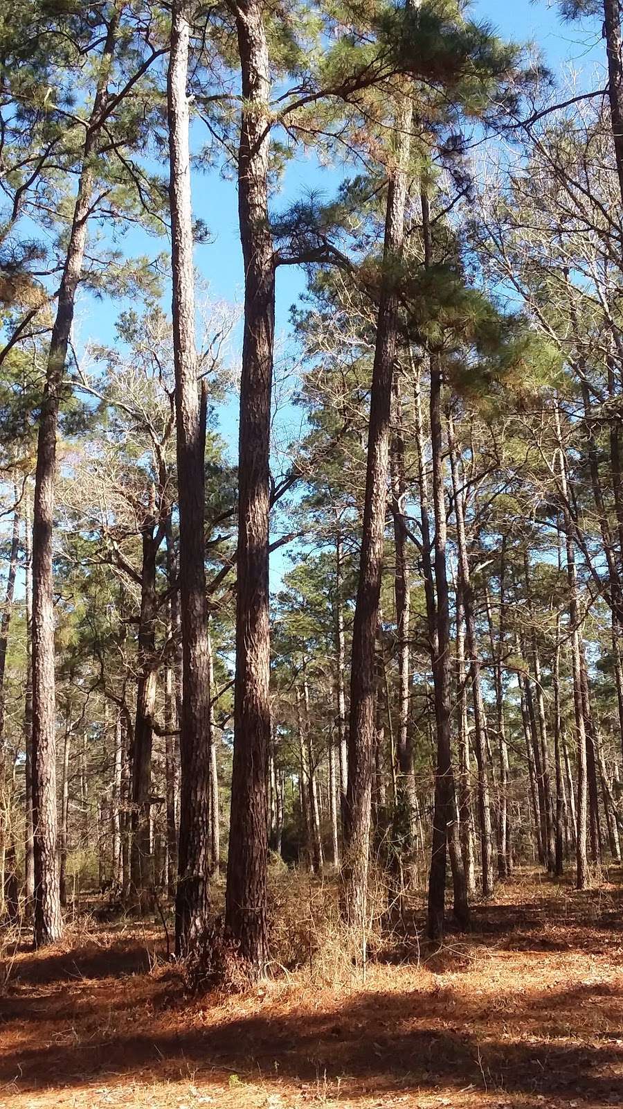 WG Jones State Forest Trail Head | Farm to Market Rd 1488, Conroe, TX 77384