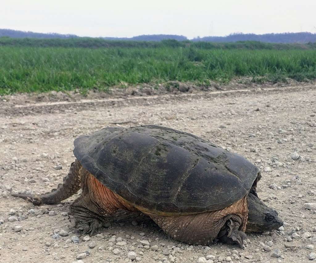 Loess Bluffs National Wildlife Refuge | 25542 US-159, Forest City, MO 64451, USA | Phone: (660) 442-3187