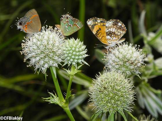 LTNS (Little Thicket Nature Sanctuary) | Cleveland, TX 77328