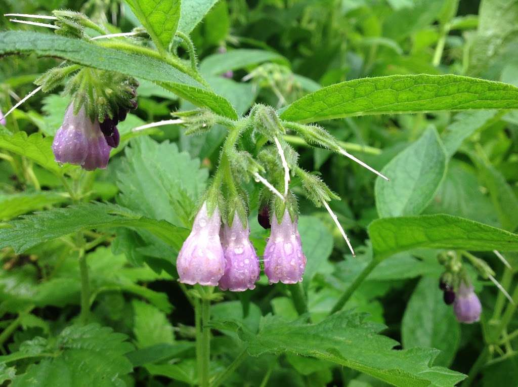 Rushy Mead Nature Reserve | Bishops Stortford CM22 7QJ, UK