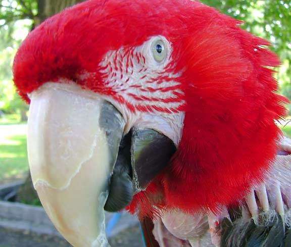 Burge Bird Services | 13833 US-71, Grandview, MO 64030, USA | Phone: (816) 356-4700