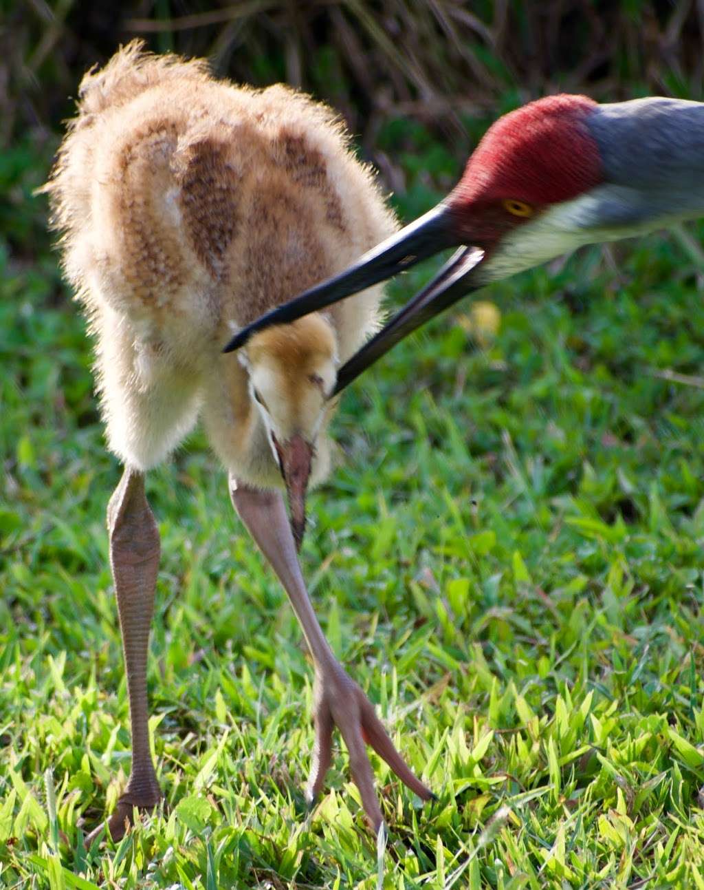 Atlantic Ridge Preserve State Park | 8120 SE Paulson Ave, Stuart, FL 34997, USA | Phone: (772) 546-2771