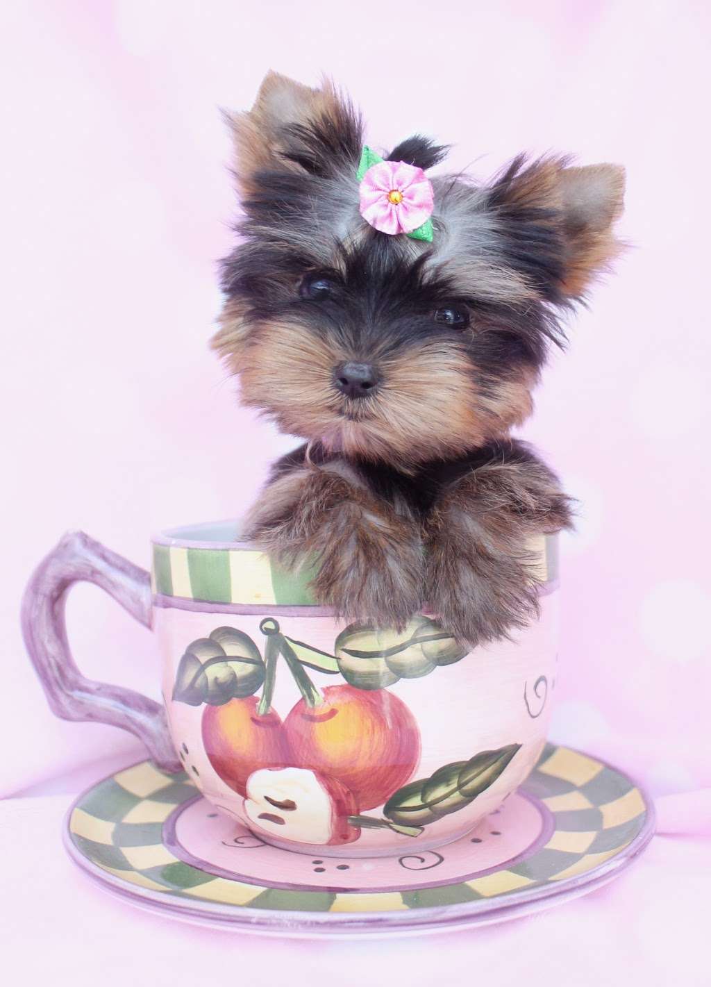 TeaCups, Puppies & Boutique | 5195 S University Dr, Davie, FL 33328, USA | Phone: (954) 985-8848