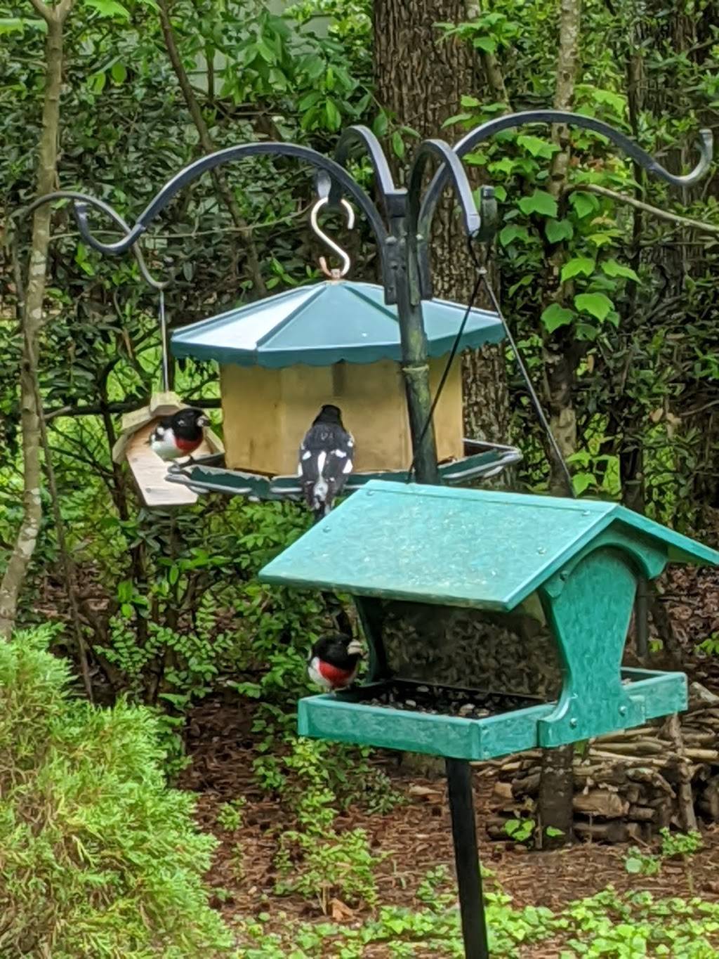 Backyard Birds and Gifts, Inc. | 1125 W North Carolina Hwy 54 Suite 307 Hope Valley Commons, Durham, NC 27707, USA | Phone: (919) 403-2473