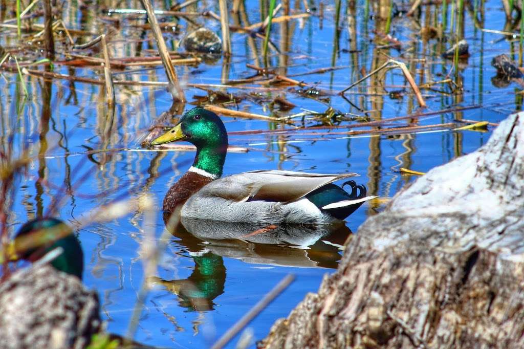 McKee Marsh at Blackwell Forest Peserve | Mack Rd, Warrenville, IL 60555