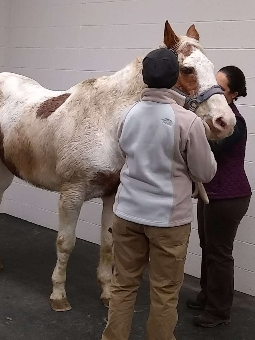 Wisconsin Equine Clinic & Hospital | 39151 Delafield Rd, Oconomowoc, WI 53066, USA | Phone: (262) 569-1550