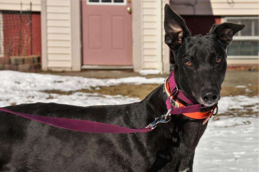 Greyhound Pets of America | 5 Smith St, Middleborough, MA 02346 | Phone: (508) 441-9458