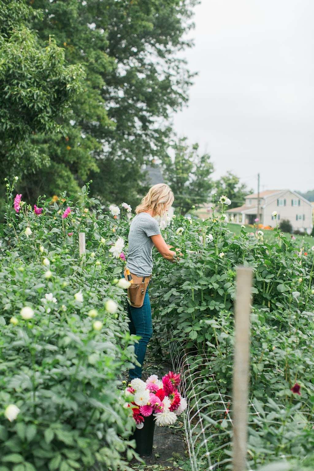 Cool Spring Garden | 489 Doe Run Rd, Manheim, PA 17545, USA | Phone: (717) 314-9509