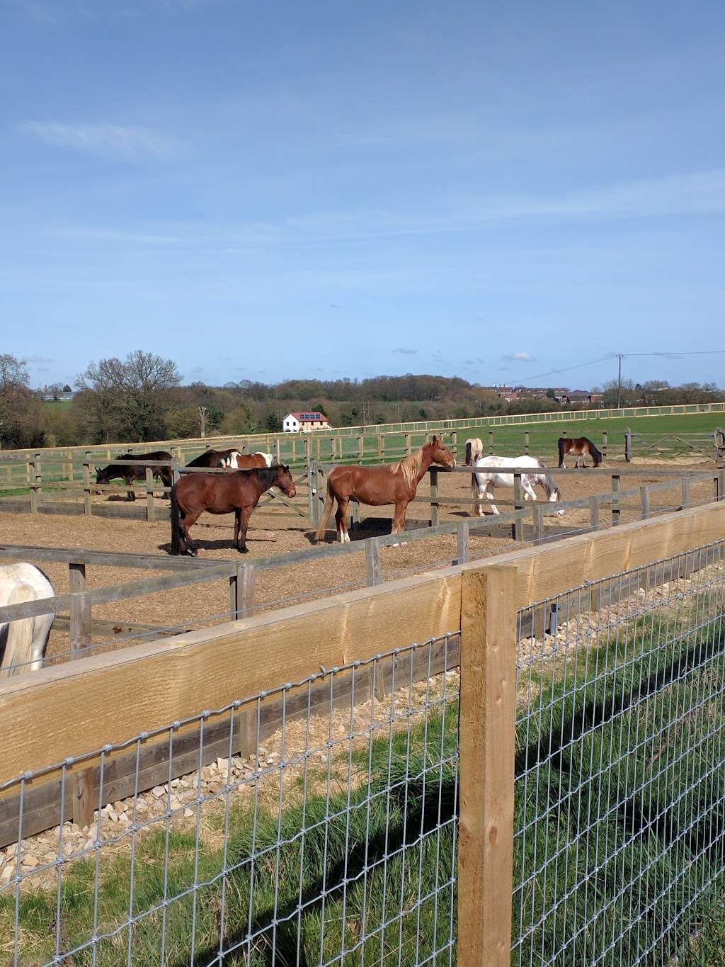 Redwings Horse Sanctuary - Ada Cole | Broadlands, Epping Road, B181, Roydon, Nazeing EN9 2DH, UK | Phone: 0870 040 0033