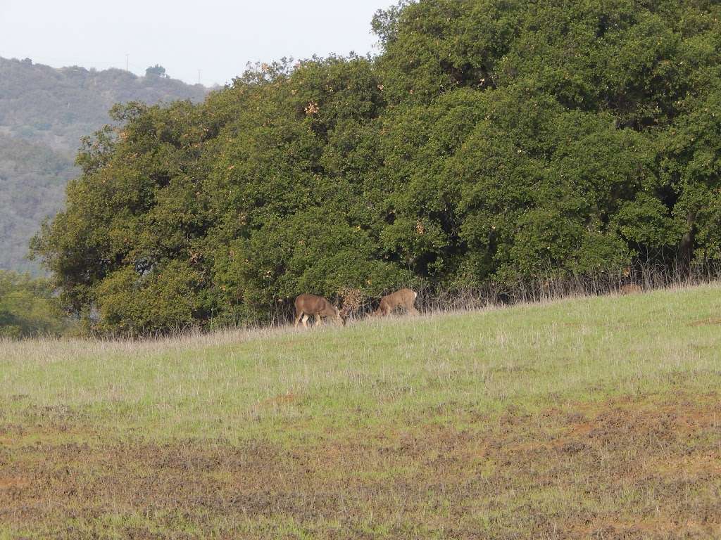 Trippet Ranch | 20828 Entrada Rd, Topanga, CA 90290, USA | Phone: (310) 455-2465