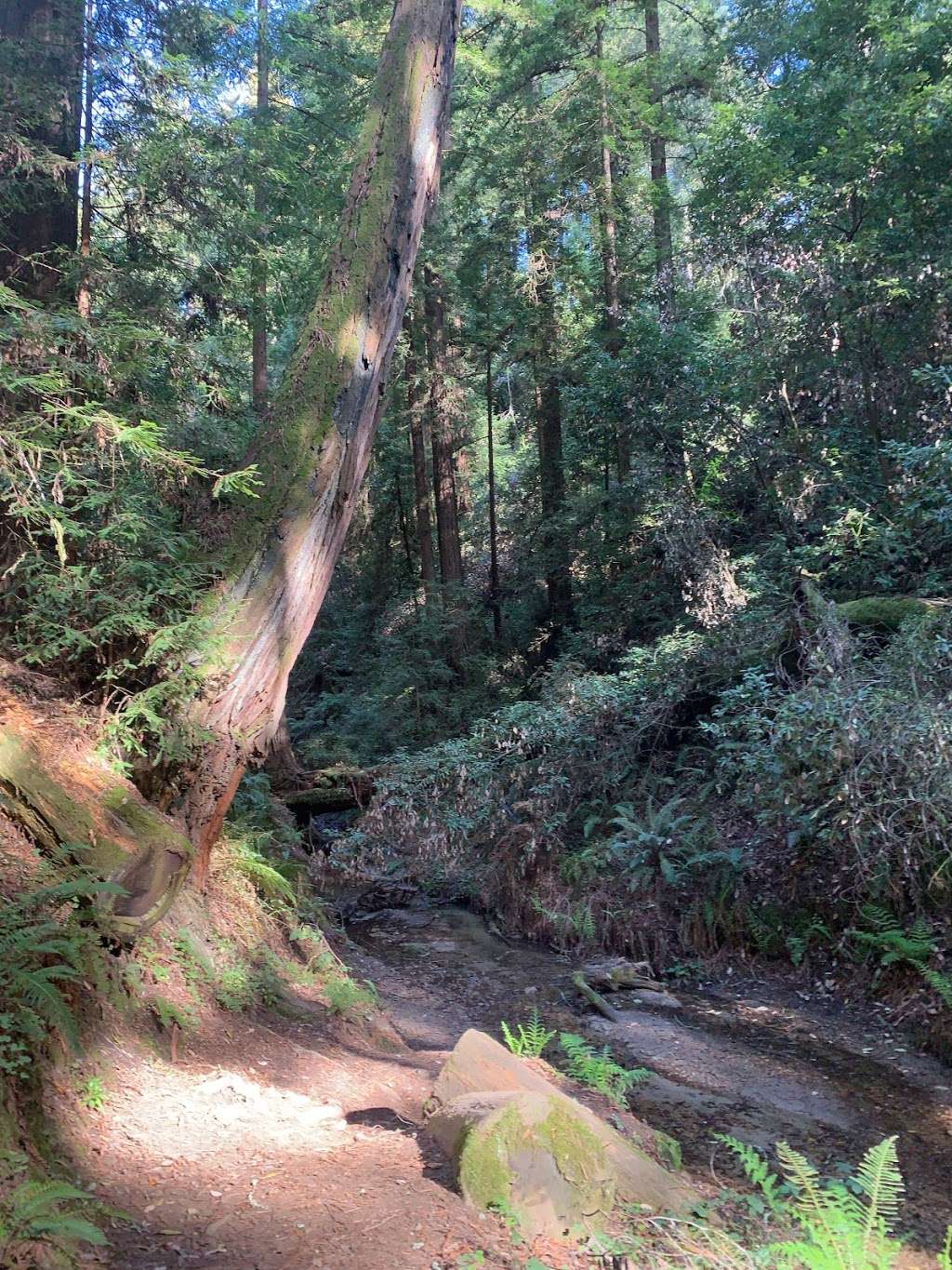 Powder Mill Trail | Powder Mill Trail, Santa Cruz, CA 95060, USA