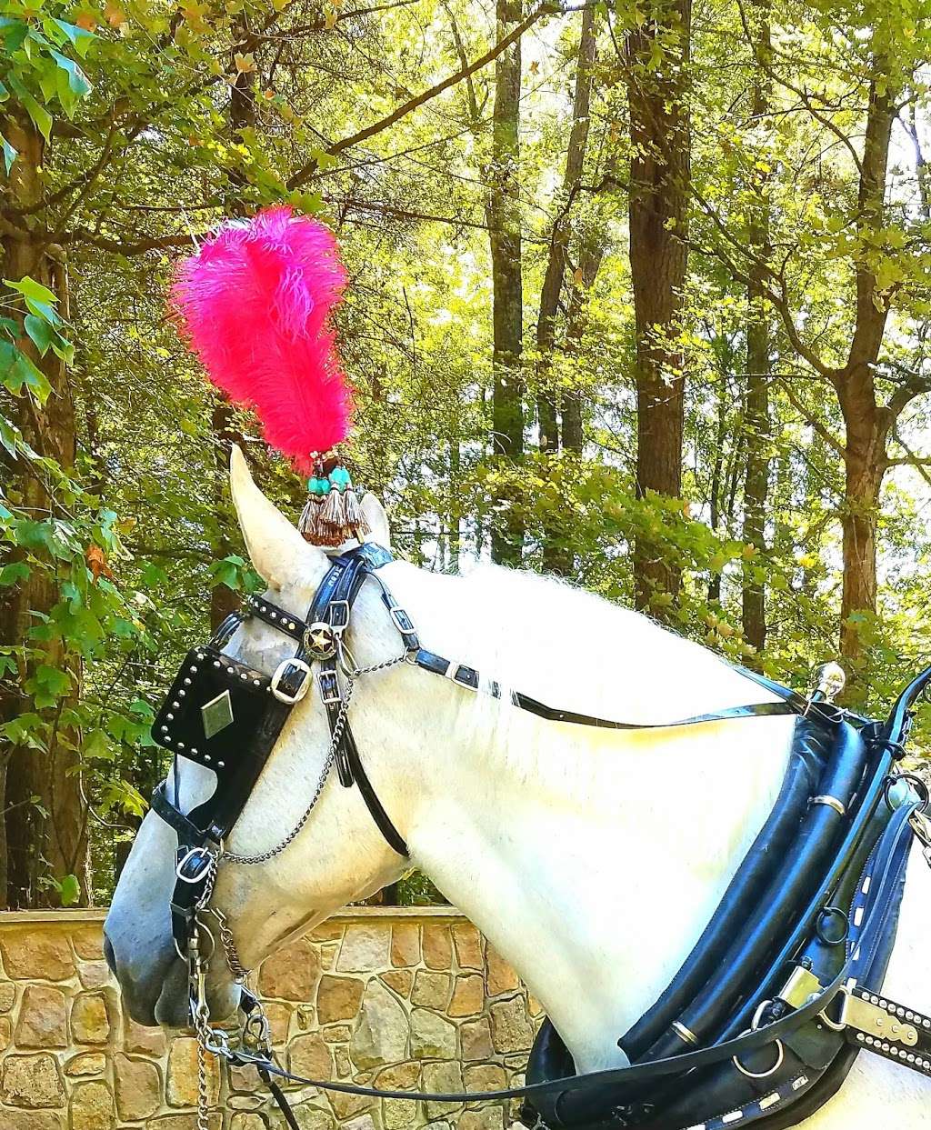 Horse & Carriage Ltd | 3210 Old Mocksville Rd, Salisbury, NC 28144, USA | Phone: (704) 633-0852