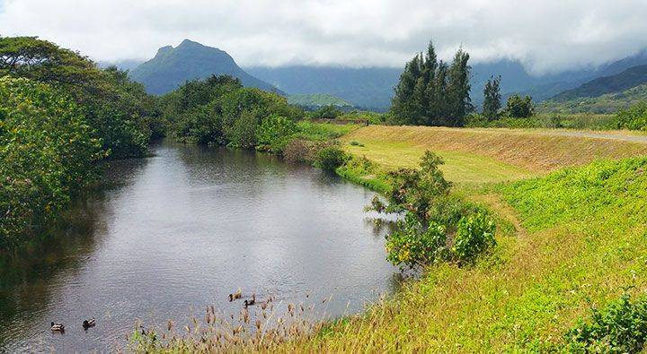 Kawainui Marsh | Kailua, HI 96734, USA | Phone: (808) 768-3003