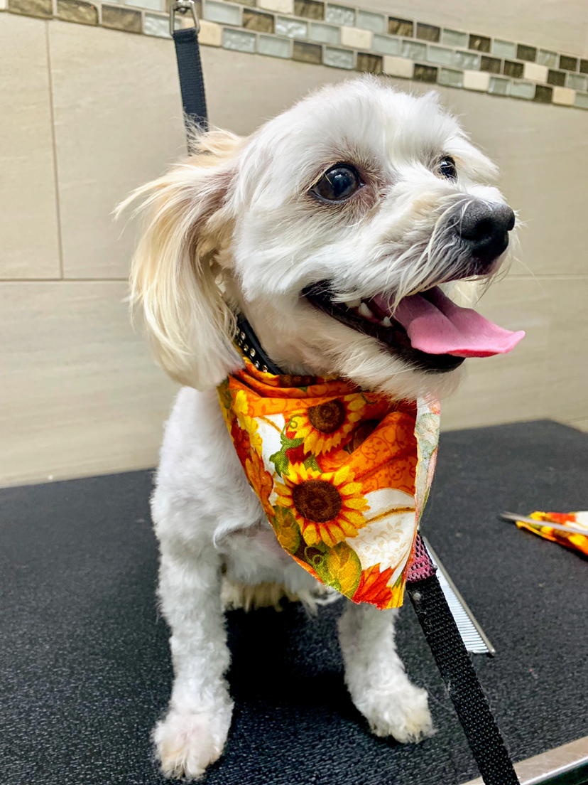 PET OASIS III, 2333 Hylan Blvd, Staten Island, NY 10306, USA