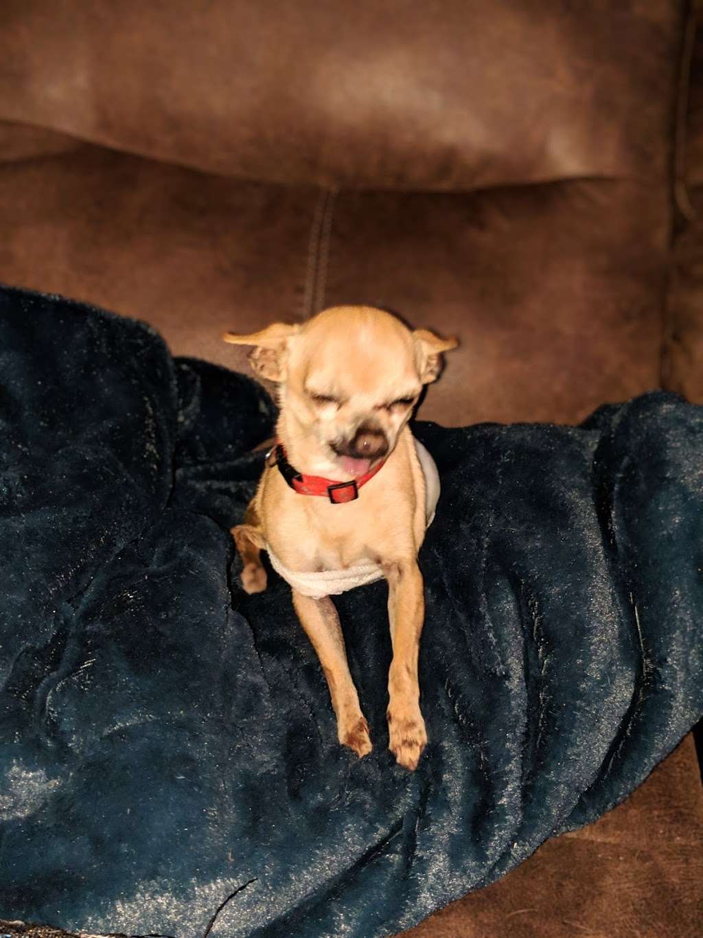 Petsvet Animal Hospital | 15808 N Old El Mirage Rd, Surprise, AZ 85378, USA | Phone: (623) 910-3242