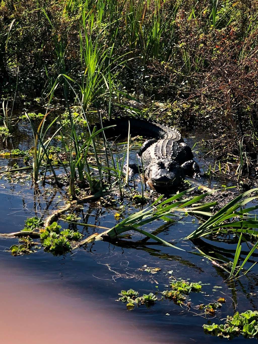 Captain Jed’s Airboat Rides | 2984 W New York Ave, DeLand, FL 32720, USA | Phone: (904) 891-1817