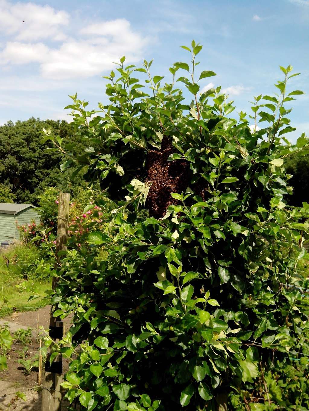 Pine Walk Allotments | 6 Orchard Rd, Bromley BR1 2PS, UK