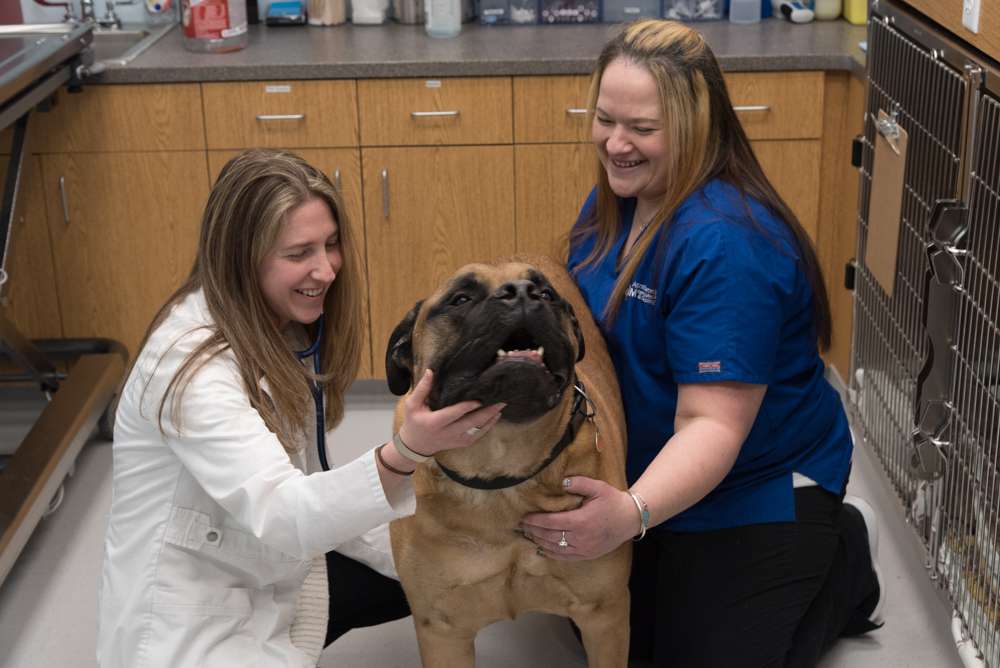 Atlantic Veterinary Internal Medicine & Oncology | 10000 Old Columbia Rd, Columbia, MD 21046, USA | Phone: (410) 441-3304