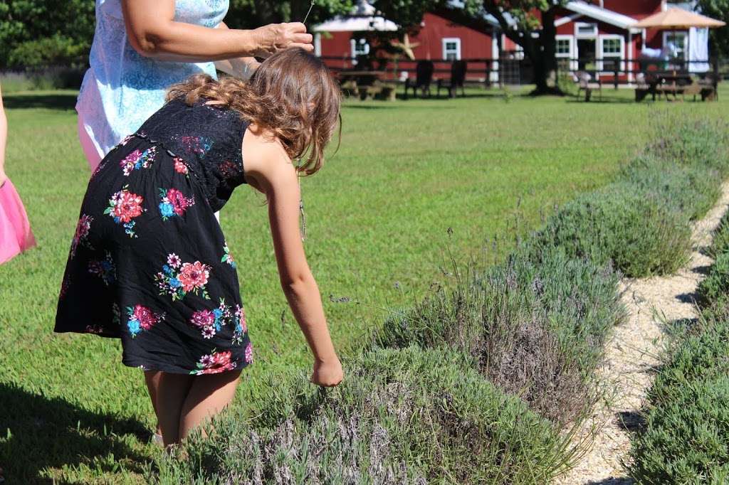 The Bothy Lavender Farm | 1171 Nelson Ln, Amissville, VA 20106 | Phone: (540) 905-4749