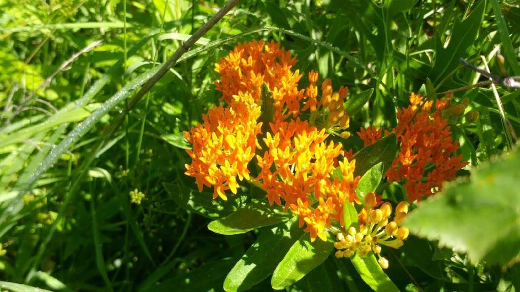 Berkeley Prairie Forest Preserve | Highland Park, IL 60035, USA