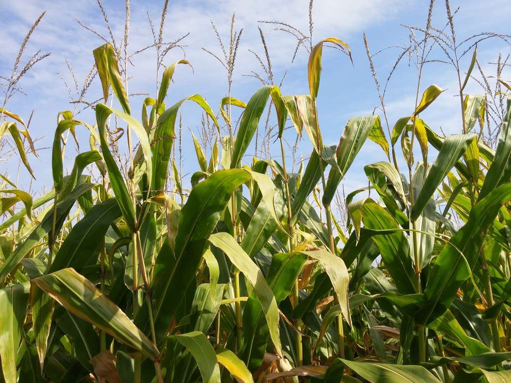 Marini Farm Corn Maze (Closed for Season) | 259 Linebrook Rd, Ipswich, MA 01938, USA | Phone: (978) 356-0430