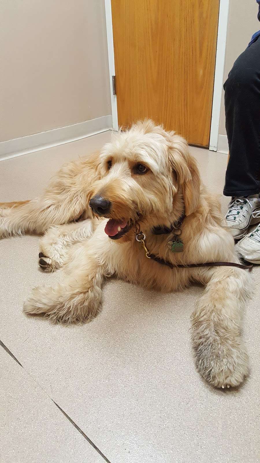 VCA Whitman Animal Hospital | 795 Bedford St, Whitman, MA 02382, USA | Phone: (781) 447-0011