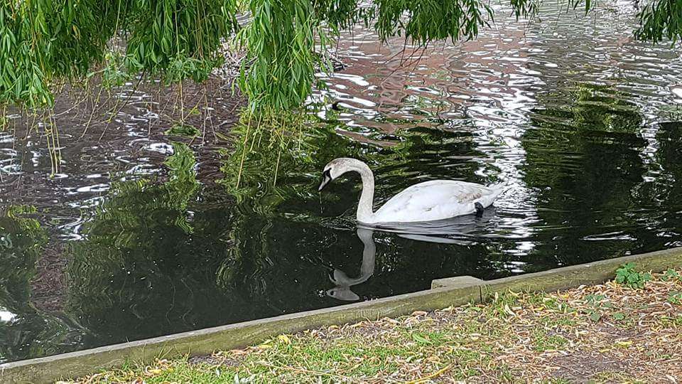 Beddington Park | 29 Richmond Green, Croydon CR0 4SA, UK