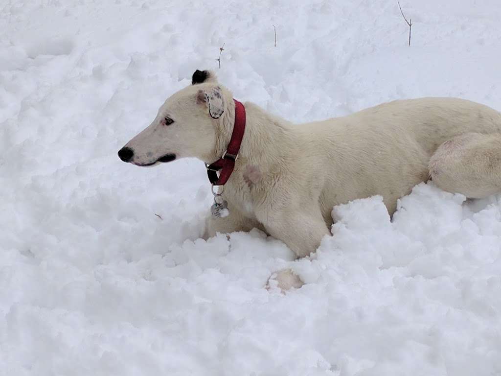 Tony Grampsas Dog Park | 4471 Salvia St, Golden, CO 80403, USA | Phone: (303) 384-8000