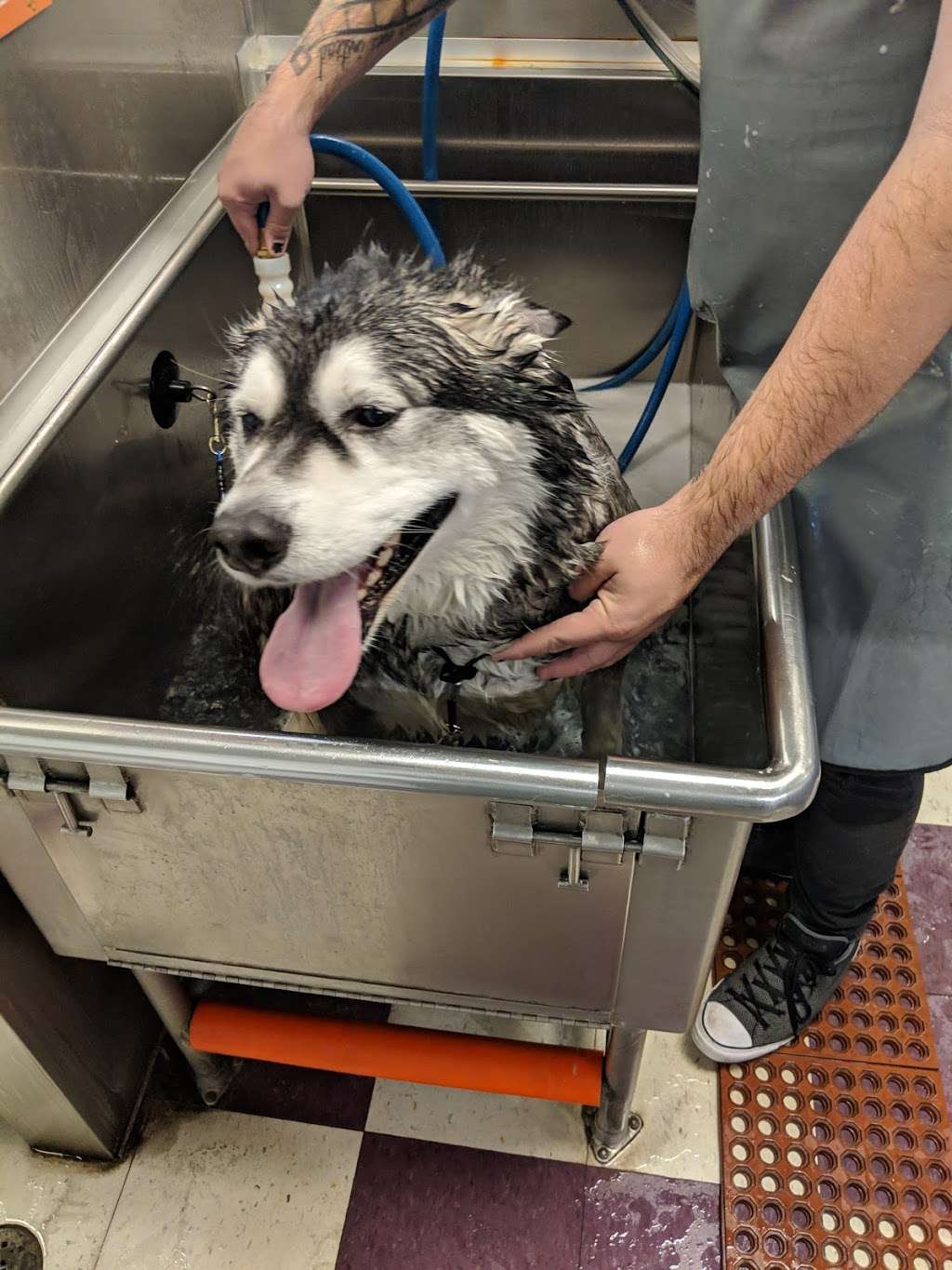 Wag N Wash ~ Healthy Pet Center | 4230 N 7th Ave, Phoenix, AZ 85013, USA | Phone: (602) 462-9274