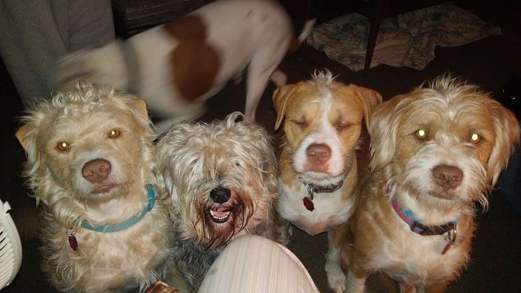 pet care express 43rd