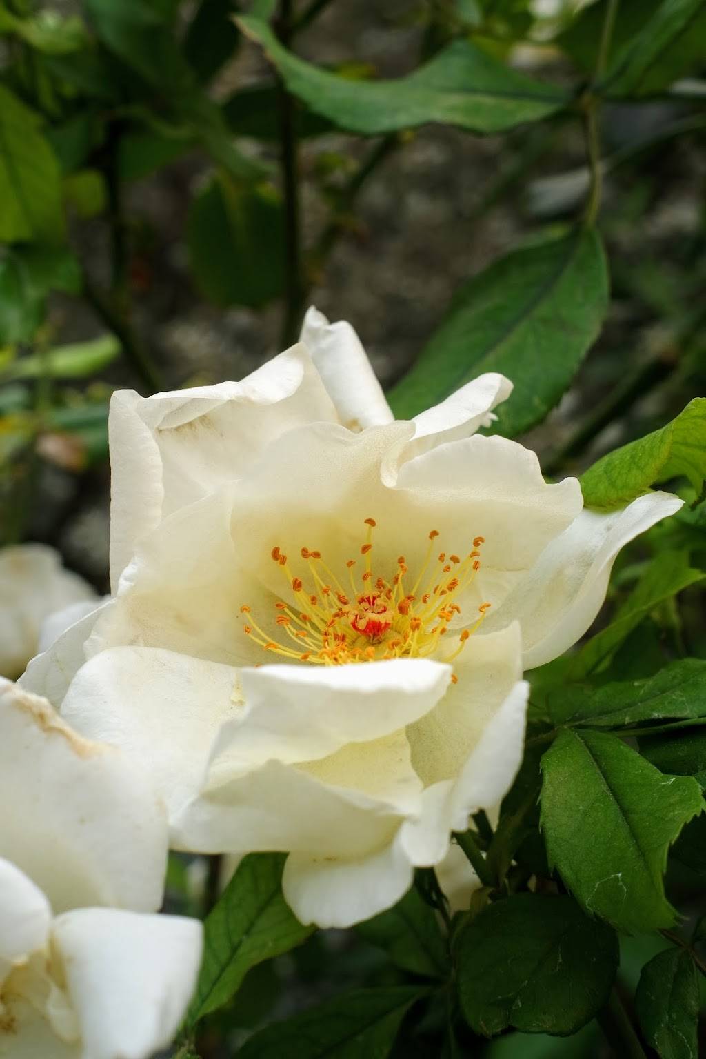 UC Davis Arboretum Gazebo | Garrod Dr, Davis, CA 95616 | Phone: (530) 752-4880