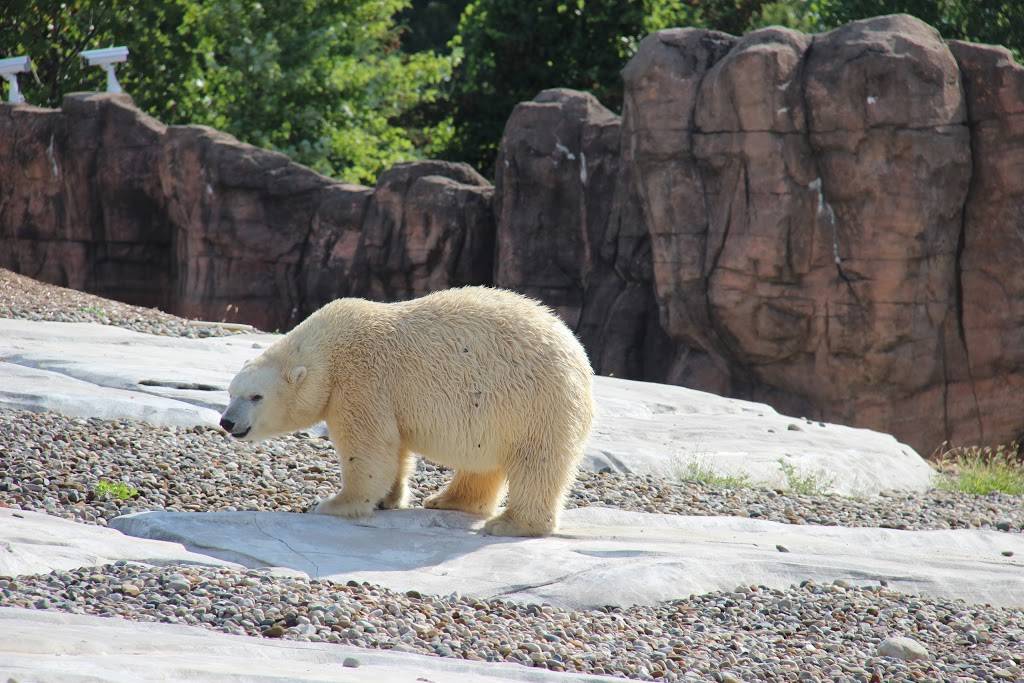 Arctic Ring of Life - Polar Bear & Seal | 8450 W 10 Mile Rd, Royal Oak, MI 48067, USA | Phone: (248) 541-5717