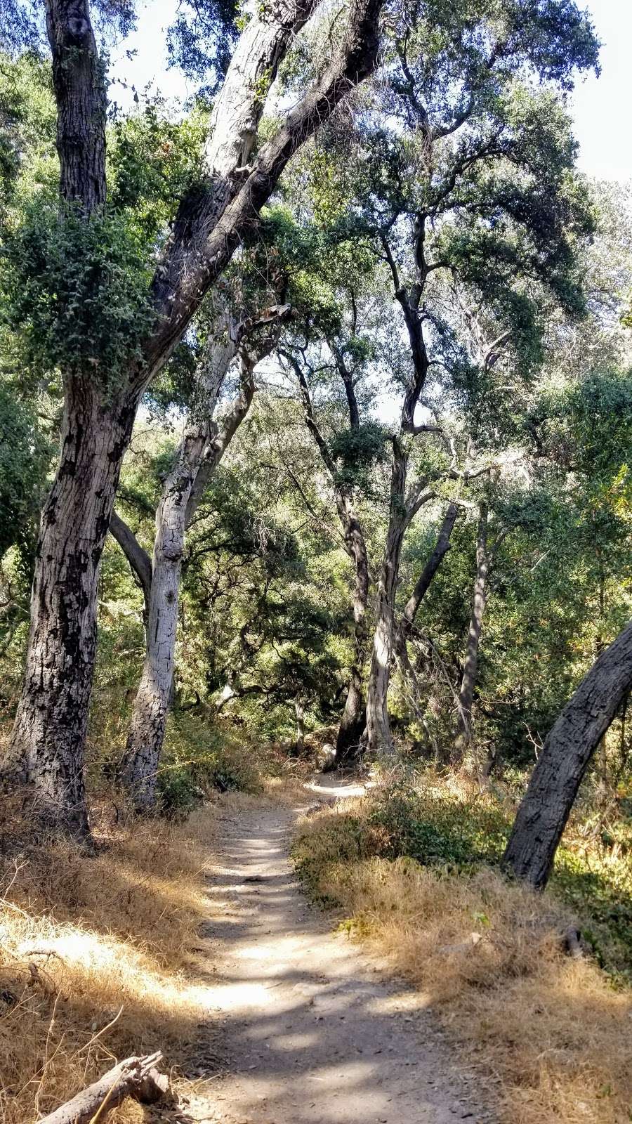 Mt Zion & Sturtevant Trail | Mt Zion Trail, Sierra Madre, CA 91024, USA