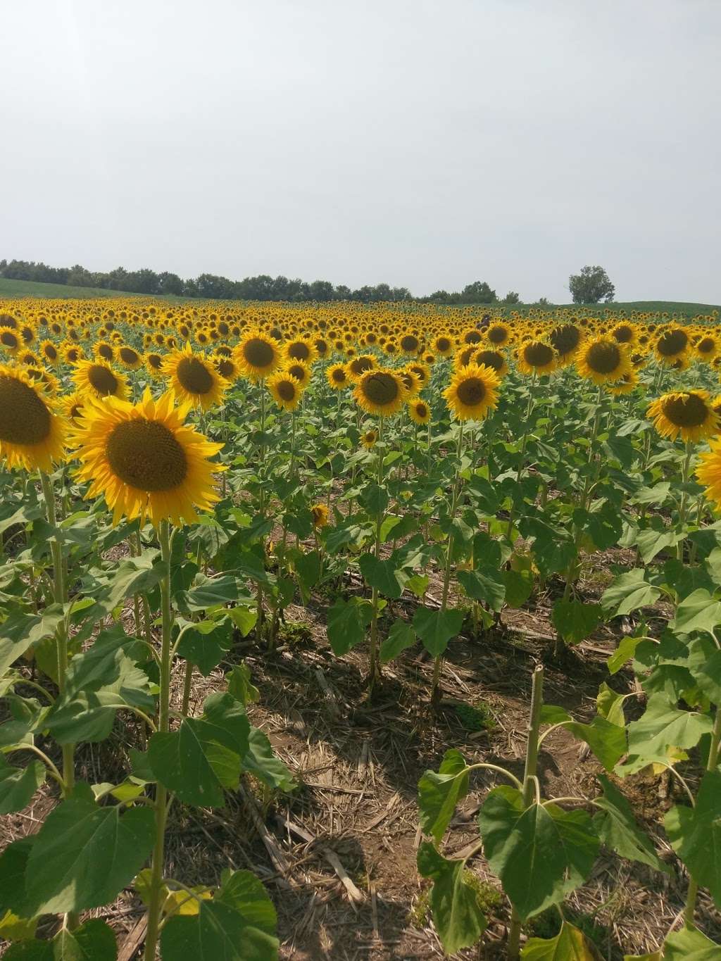 Sunflower General | 14755 243 St, Lawrence, KS 66044, USA