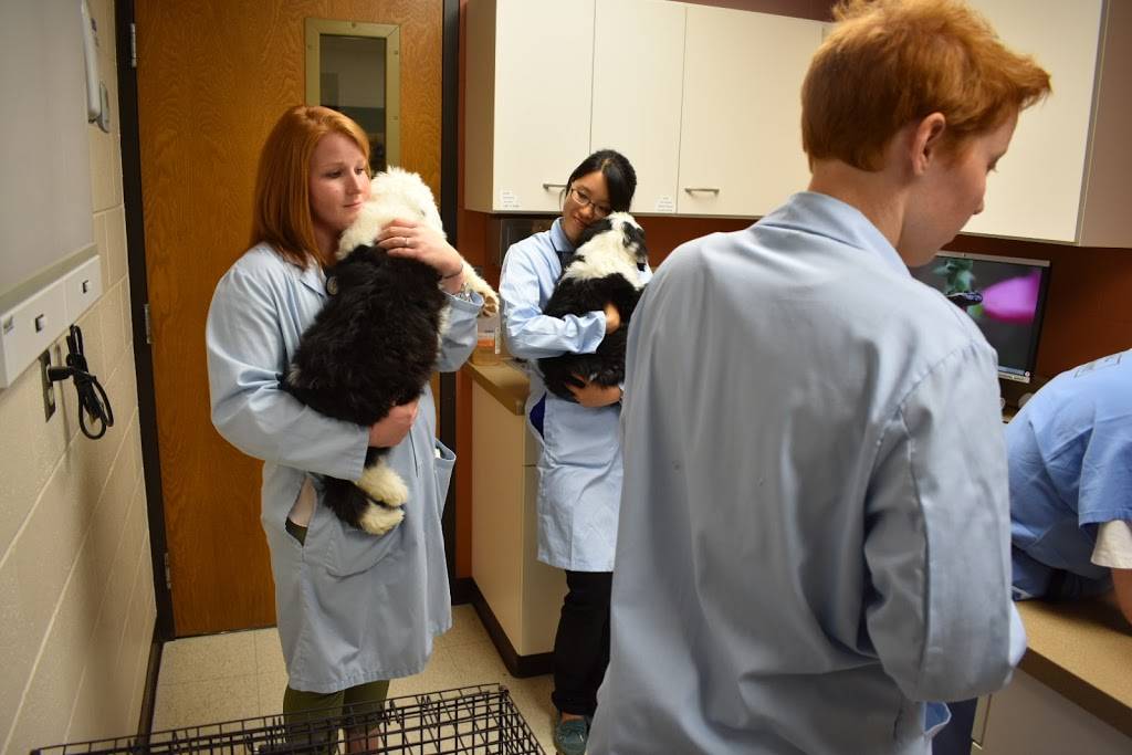 School Of Veterinary Medicine | Veterinary Medicine Bldg, 2015 Linden Dr, Madison, WI 53706, USA | Phone: (608) 263-7600