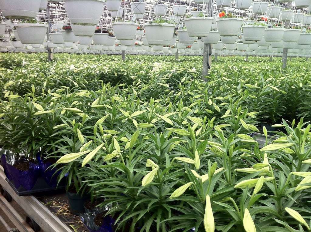 Hionis Greenhouses | 4 Coddington Rd, Whitehouse Station, NJ 08889 | Phone: (908) 534-7710