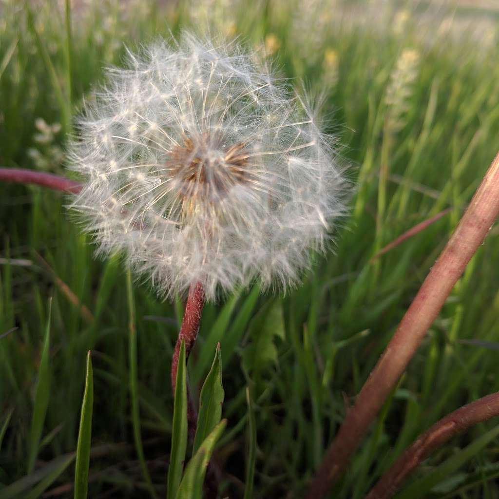 Pattridge Open Space | W 82nd Ave, Arvada, CO 80007, USA