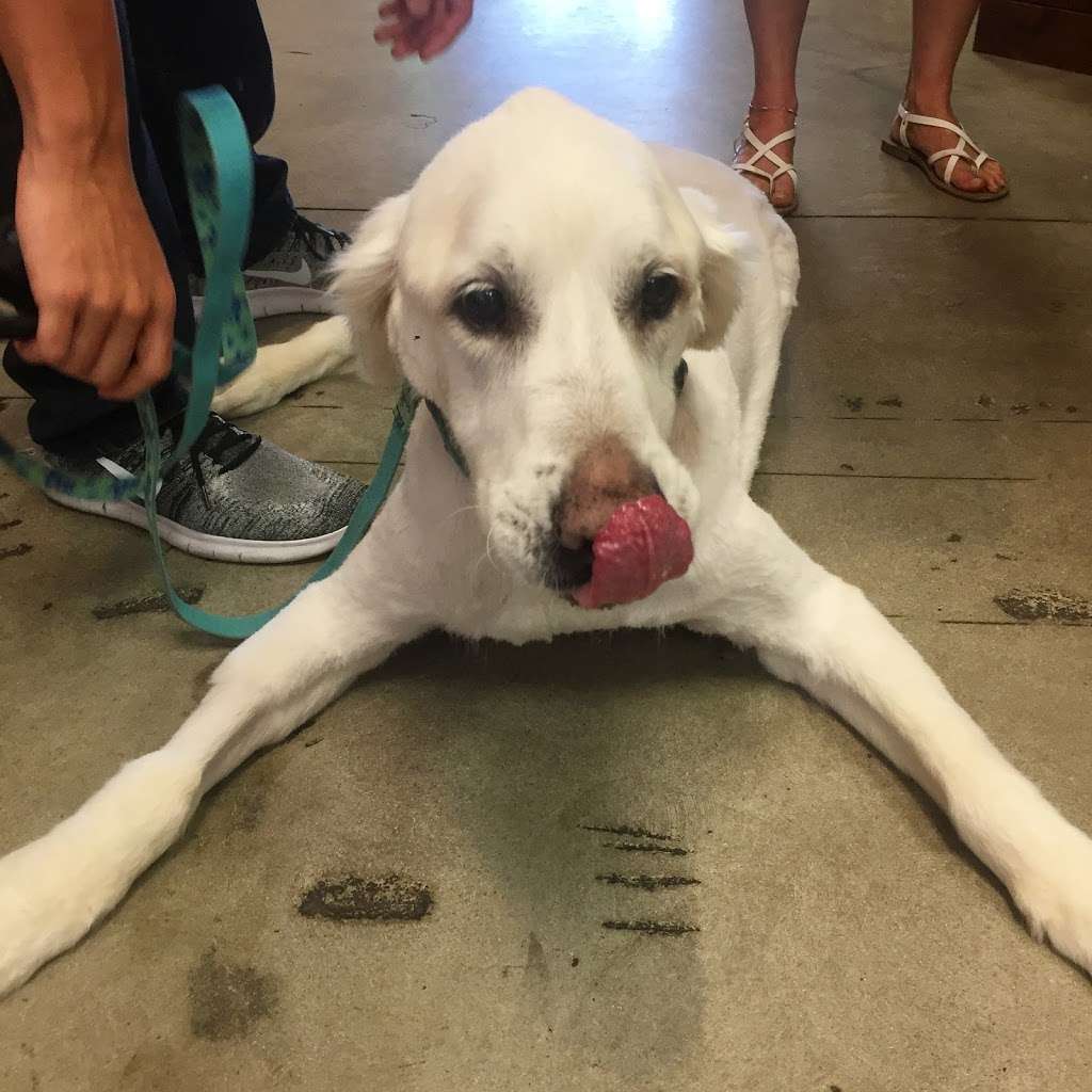 Dirty Dogs Carlsbad | 2521 Palomar Airport Rd #105, Carlsbad, CA 92011, USA | Phone: (760) 438-3478 Dirty Dogs Carlsbad | 2521 Palomar Airport Rd #105, Carlsbad, CA 92011, USA | Phone: (760) 438-3478