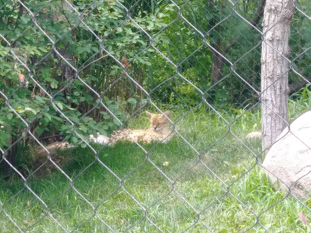 Sumatran Tiger Enclosure | Fort Wayne, IN 46808, USA | Phone: (260) 427-6800