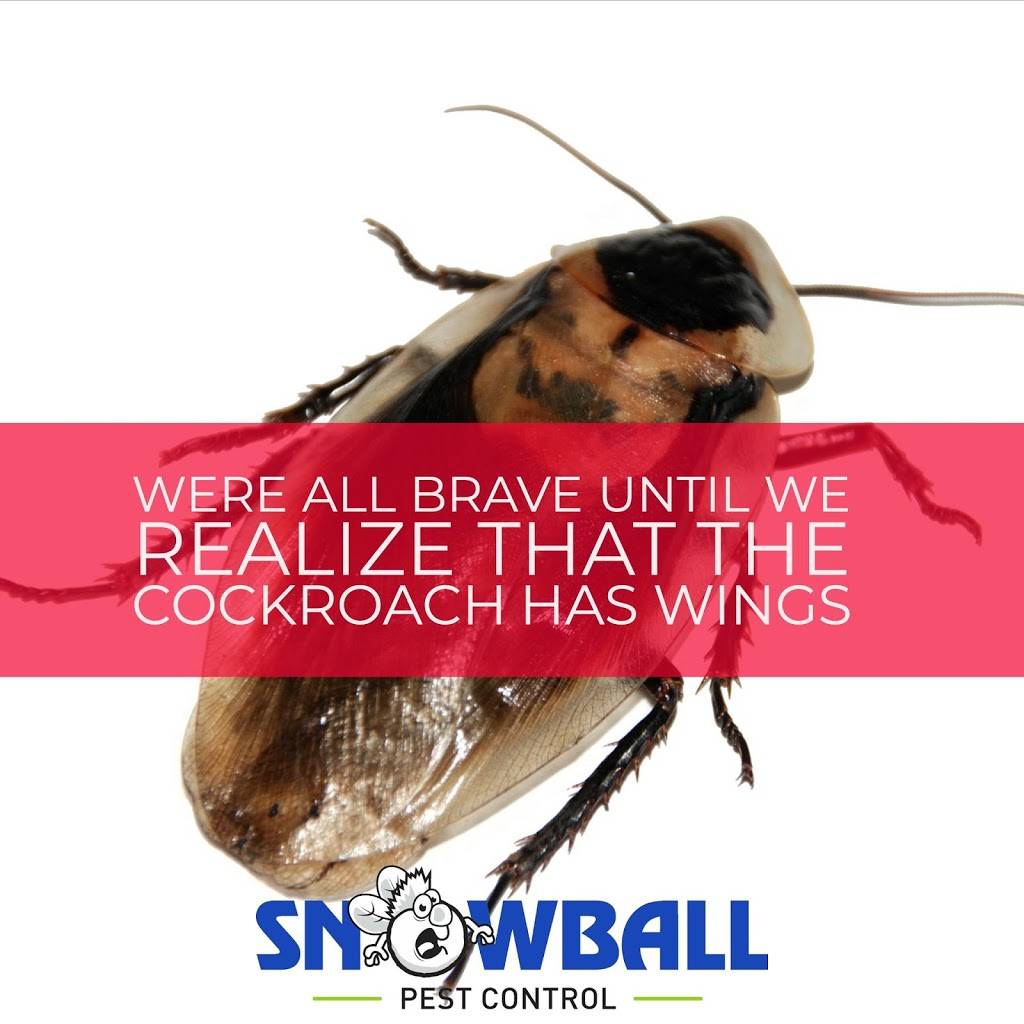 Snowball Pest Control | 4634 Mary Ingles Hwy, Highland Heights, KY 41076, USA | Phone: (859) 635-7793