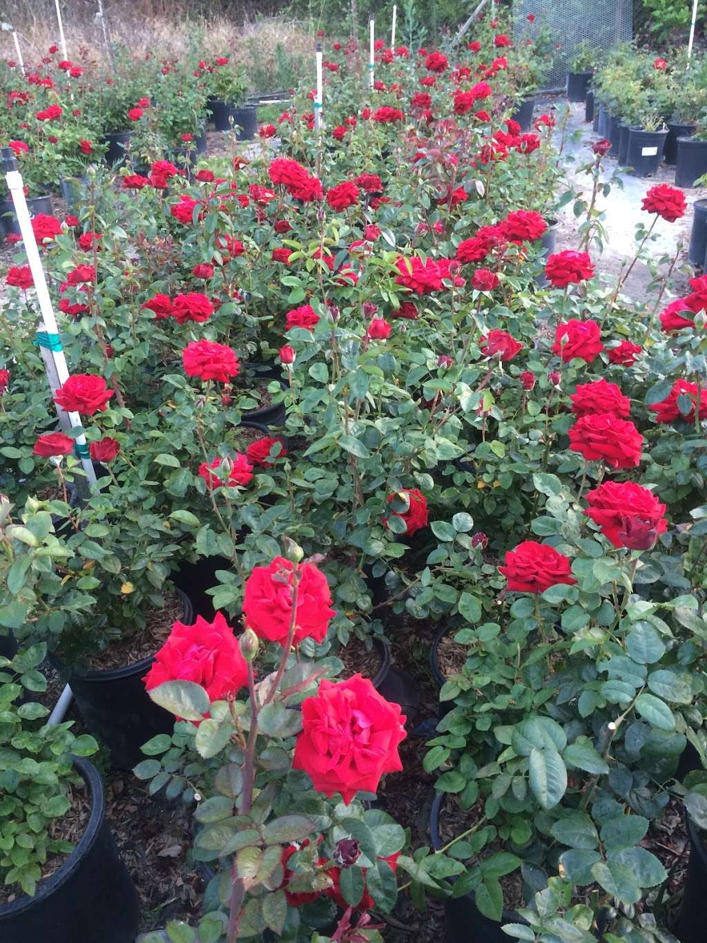 UVA Nursery | 19033 Anelo Ave, Gardena, CA 90248 | Phone: (310) 384-6045