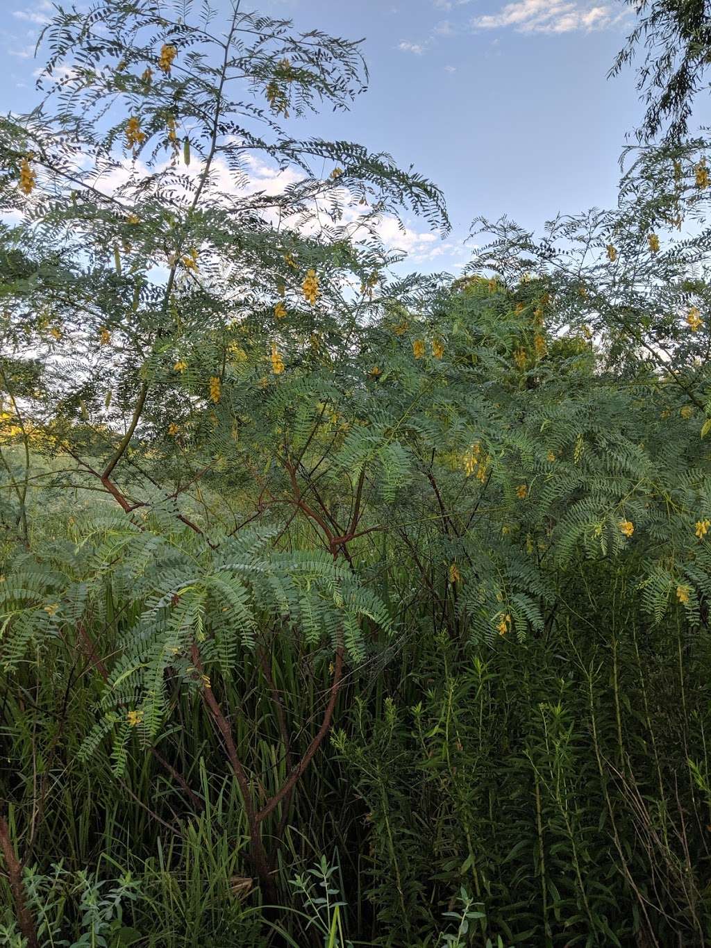 Turtle Bayou Nature Preserve | Wallisville, TX 77597, USA