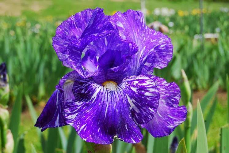 Pleasants Valley Iris Farm | 7317 Pleasants Valley Rd, Vacaville, CA 95688, USA | Phone: (707) 451-3367