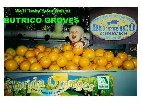 Butrico Groves Orange Grove | 6065 Magnolia St, Mims, FL 32754, USA | Phone: (321) 225-4497