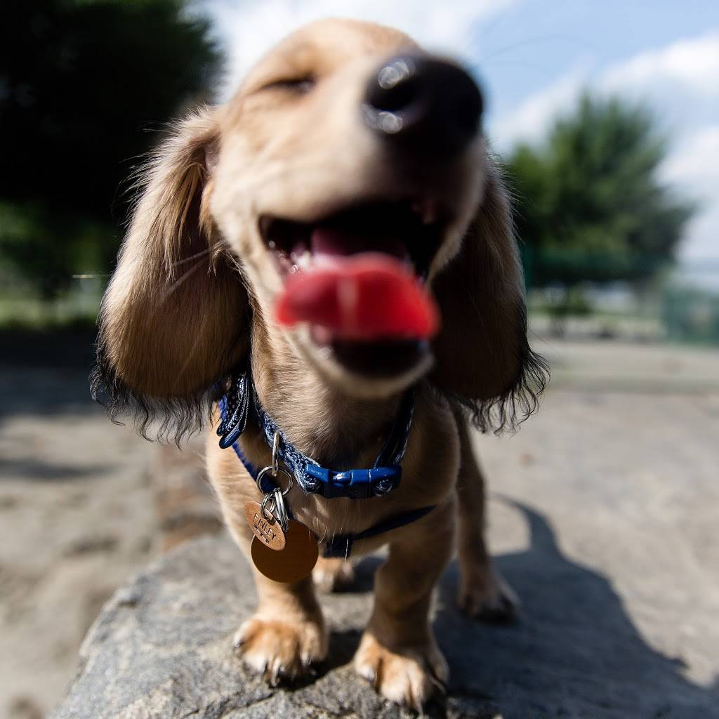 Lincoln Park Dog Run | Jersey City, NJ 07306, USA | Phone: (201) 915-1388