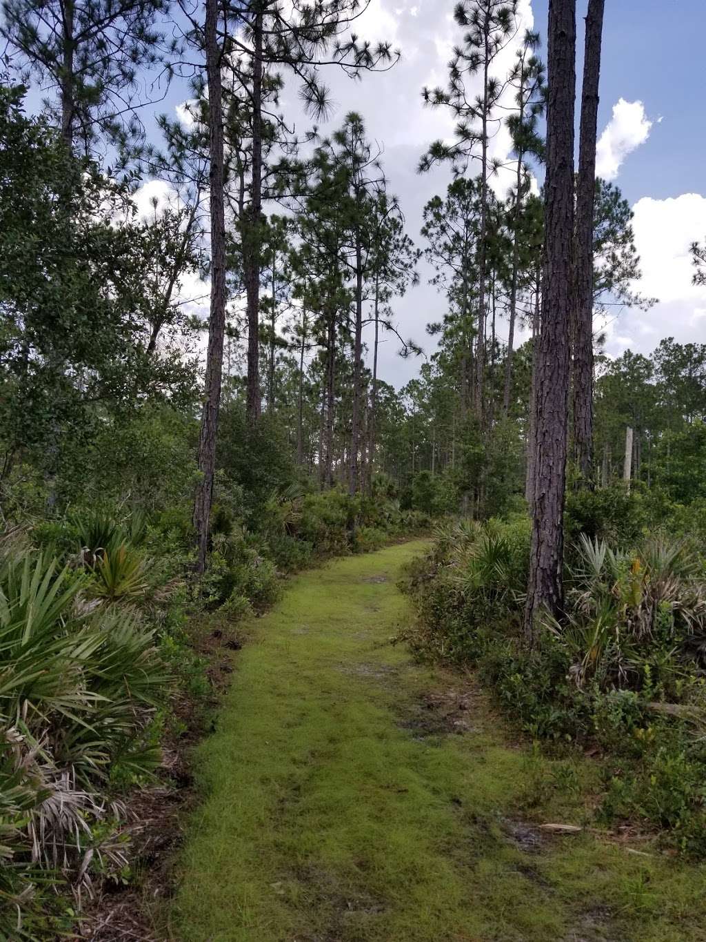 Palm Bluff Conservation Area | 1275 SR-415 Trail, Osteen, FL 32764, USA | Phone: (386) 329-4404