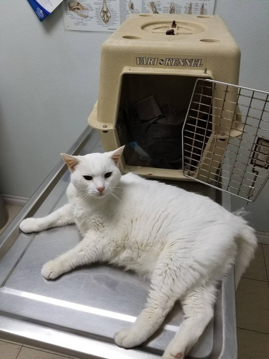 Fullerton Hills Pet Clinic | 1805 N Euclid St, Fullerton, CA 92835, USA | Phone: (714) 879-4380