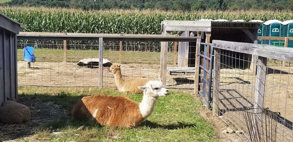 Mazezilla Corn Maze at Klingels Farm and Produce Stand | 415 State Rte 115, Saylorsburg, PA 18353, USA | Phone: (570) 402-7378