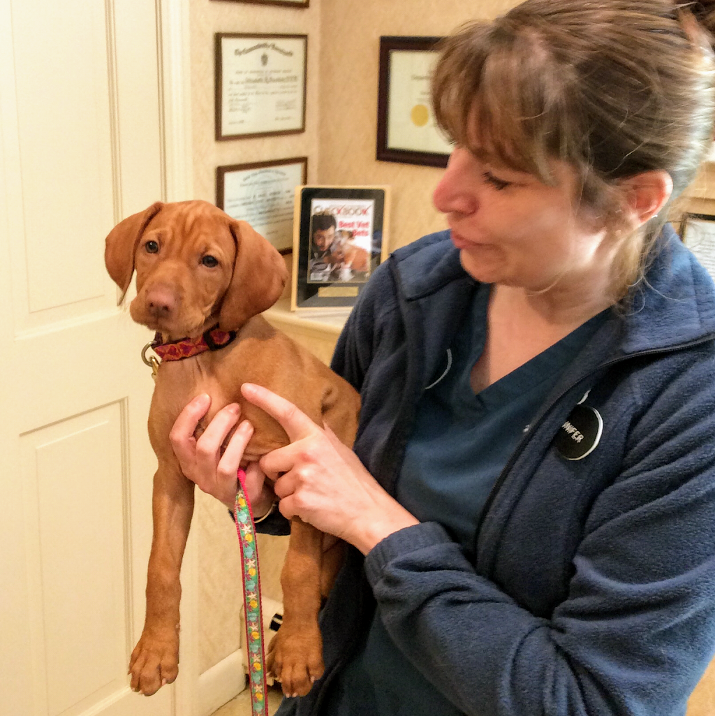 Duxbury Animal Hospital | 103 Depot St, Duxbury, MA 02332, USA | Phone: (781) 934-5300