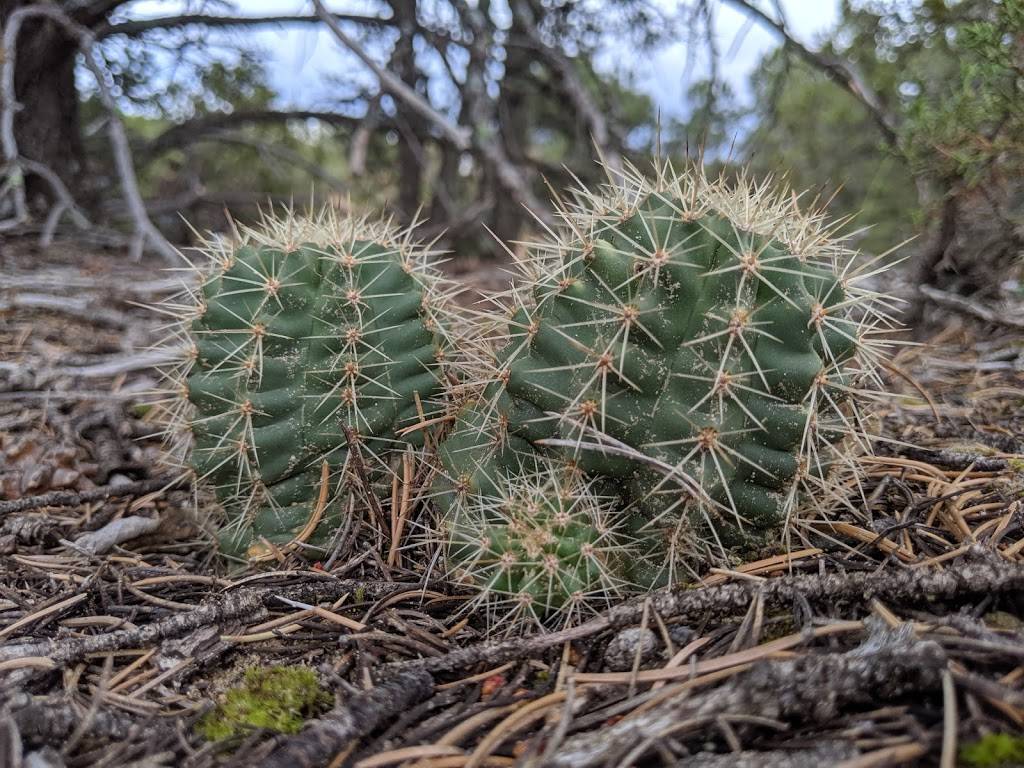 Canyon Estates Trailhead | Tijeras, NM 87059, USA | Phone: (505) 281-3304